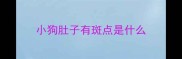 小狗肚子有斑点是什么