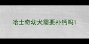 哈士奇幼犬需要补钙吗