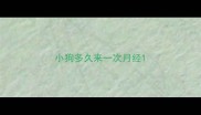小狗多久来一次月经