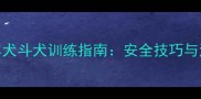 边境牧羊犬斗犬训练指南安全技巧与注意事项