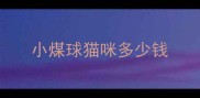 小煤球猫咪多少钱