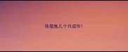 侏儒兔几个月成年