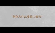 狗狗为什么爱舔人嘴巴