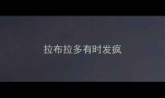 拉布拉多有时发疯