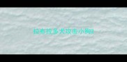 拉布拉多犬攻击小狗