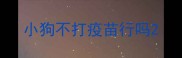 小狗不打疫苗行吗