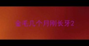 金毛几个月刚长牙