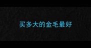买多大的金毛最好