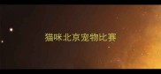 猫咪北京宠物比赛