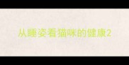 从睡姿看猫咪的健康
