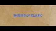 宠物狗的所有品种