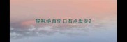 猫咪绝育伤口有点发炎