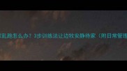 边牧在家乱跑怎么办3步训练法让边牧安静待家附日常管理全攻略
