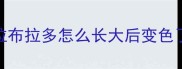 拉布拉多怎么长大后变色了