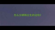 怎么分辨刚出生的边牧