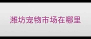 潍坊宠物市场在哪里