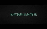 如何选购纯种猫咪