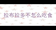 拉布拉多不怎么吃食