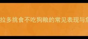 拉布拉多挑食不吃狗粮的常见表现与危害