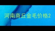 河南商丘金毛价格