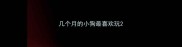 几个月的小狗最喜欢玩