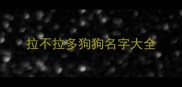 拉不拉多狗狗名字大全