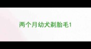 两个月幼犬剃胎毛