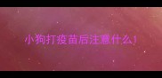 小狗打疫苗后注意什么