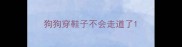 狗狗穿鞋子不会走道了