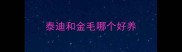 泰迪和金毛哪个好养