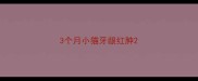 3个月小猫牙龈红肿