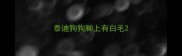 泰迪狗狗脚上有白毛