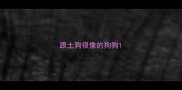 跟土狗很像的狗狗