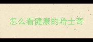 怎么看健康的哈士奇