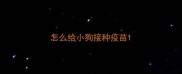 怎么给小狗接种疫苗