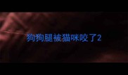 狗狗腿被猫咪咬了