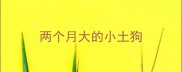 两个月大的小土狗