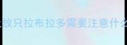 自驾遛狗必看车上放只拉布拉多需要注意什么附保姆级安全攻略