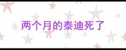 两个月的泰迪死了