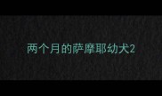 两个月的萨摩耶幼犬