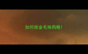 如何给金毛换狗粮