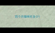 四个月猫咪吃多少