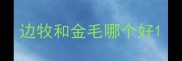 边牧和金毛哪个好