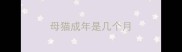 母猫成年是几个月