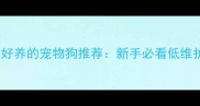 10种最便宜又好养的宠物狗推荐新手必看低维护品种全攻略