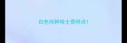 白色纯种哈士奇特点