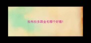 拉布拉多跟金毛哪个好看