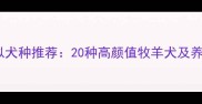 边牧相似犬种推荐20种高颜值牧羊犬及养护指南