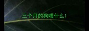 三个月的狗喂什么