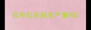 拉布拉多脱毛严重吗